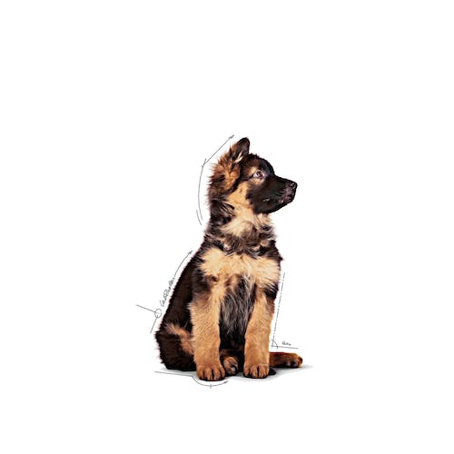Royal Canin Maxi Puppy karma mokra w sosie dla szczeniąt, od 2 do 15 miesiąca życia, ras dużych saszetka 140g - Image 5
