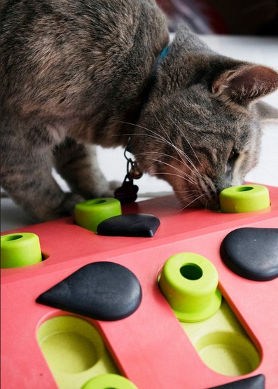 Nina Ottosson Cat Melon Madness Puzzle & Play - gra edukacyjna dla kotów - Image 7