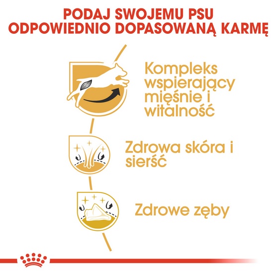Royal Canin Jack Russell Terrier Adult karma sucha dla psów dorosłych rasy jack russell terrier 1,5kg - Image 5
