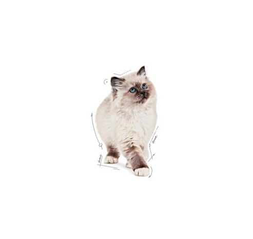 Royal Canin Kitten pasztet (loaf) karma mokra dla kociąt do 12 miesiąca życia saszetka 85g - Image 5
