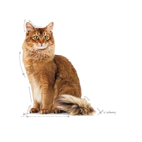 Royal Canin Light Weight Care w galaretce karma mokra dla kotów dorosłych, z tendencją do nadwagi saszetka 85g - Image 6