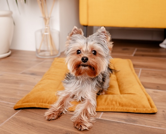 MIMIKO Pets Mata Velvet 70x50cm musztarda - Image 2