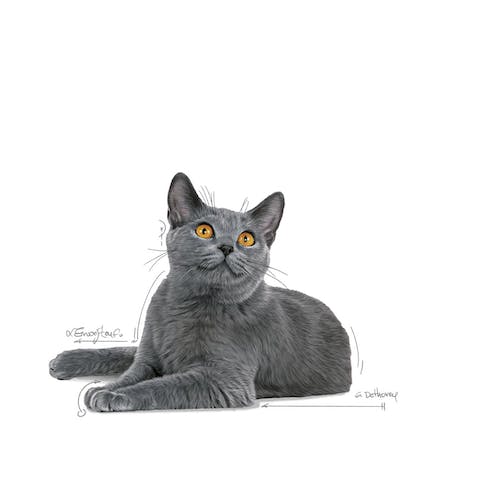 Royal Canin Dental Care karma sucha dla kotów dorosłych, redukująca odkładanie kamienia nazębnego 400g - Image 5