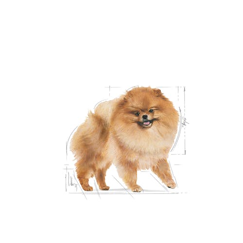Royal Canin Pomeranian Adult karma mokra dla psów dorosłych rasy szpic miniaturowy, pasztet saszetka 85g - Image 5