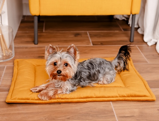 MIMIKO Pets Mata Velvet 70x50cm musztarda - Image 3