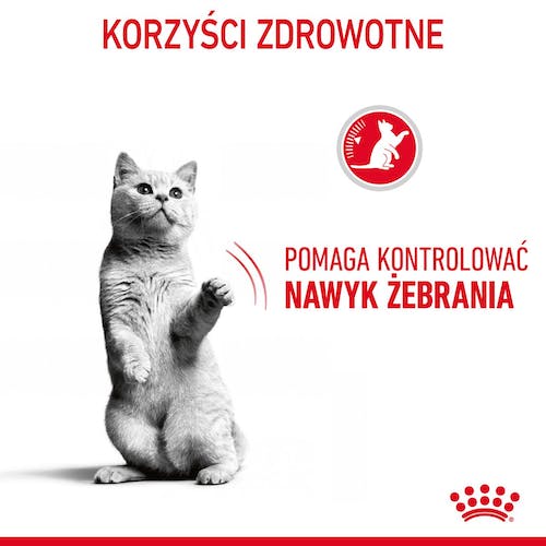 Royal Canin Appetite Control Care karma sucha dla kotów dorosłych, domagających się jedzenia 3,5kg - Image 3